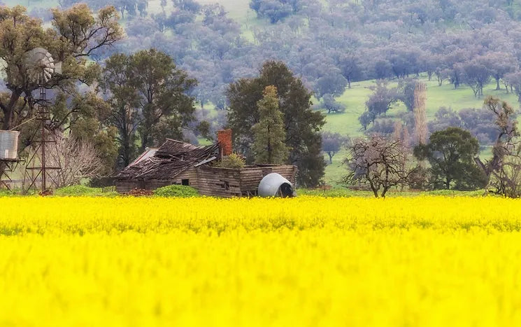 Old fallen down wooden house in a field of yellow canola.